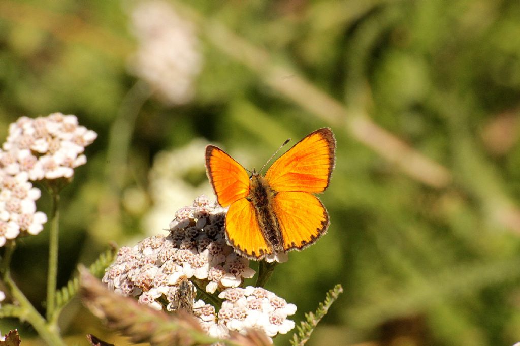 Lycaena virgaureae?